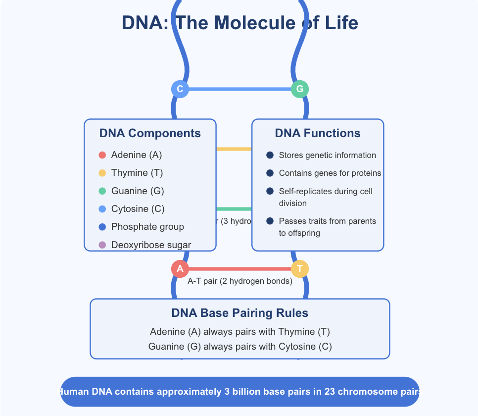 Conceptual Flowcharts